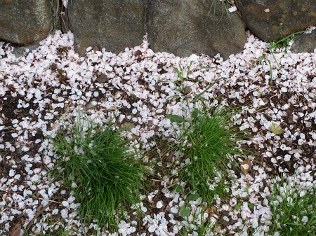 散り桜.jpg