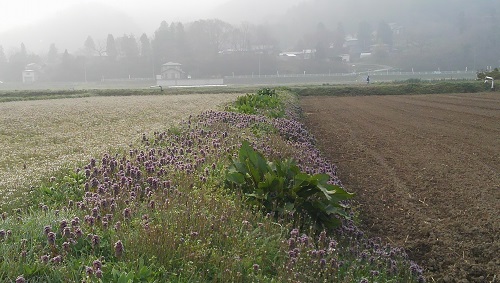 畑の花.jpg