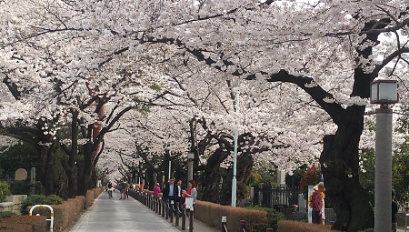 2014　青山墓地の桜.jpg
