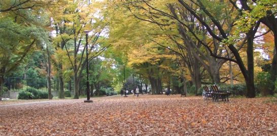 (2)秋の井の頭公園(横長).JPG