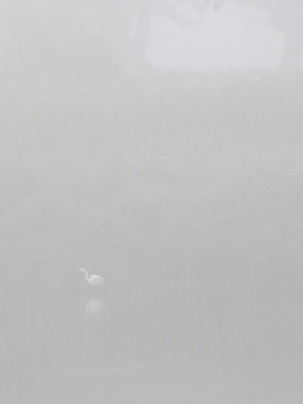 鷺と霧.jpg