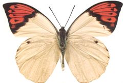 ツマベニ蝶