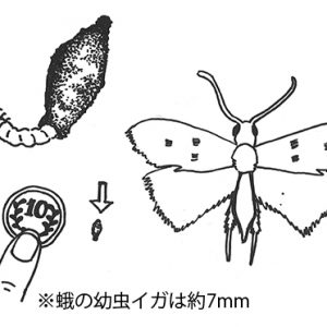 カシミヤ ニットの虫食い対策 Uto 株式会社ユーティーオー