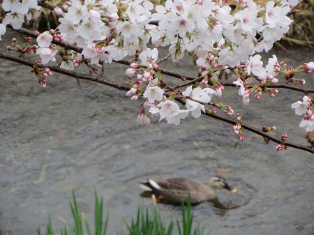2014春の野川 鴨